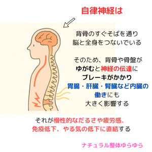 自律神経の説明