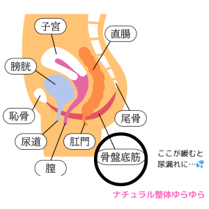 骨盤底筋